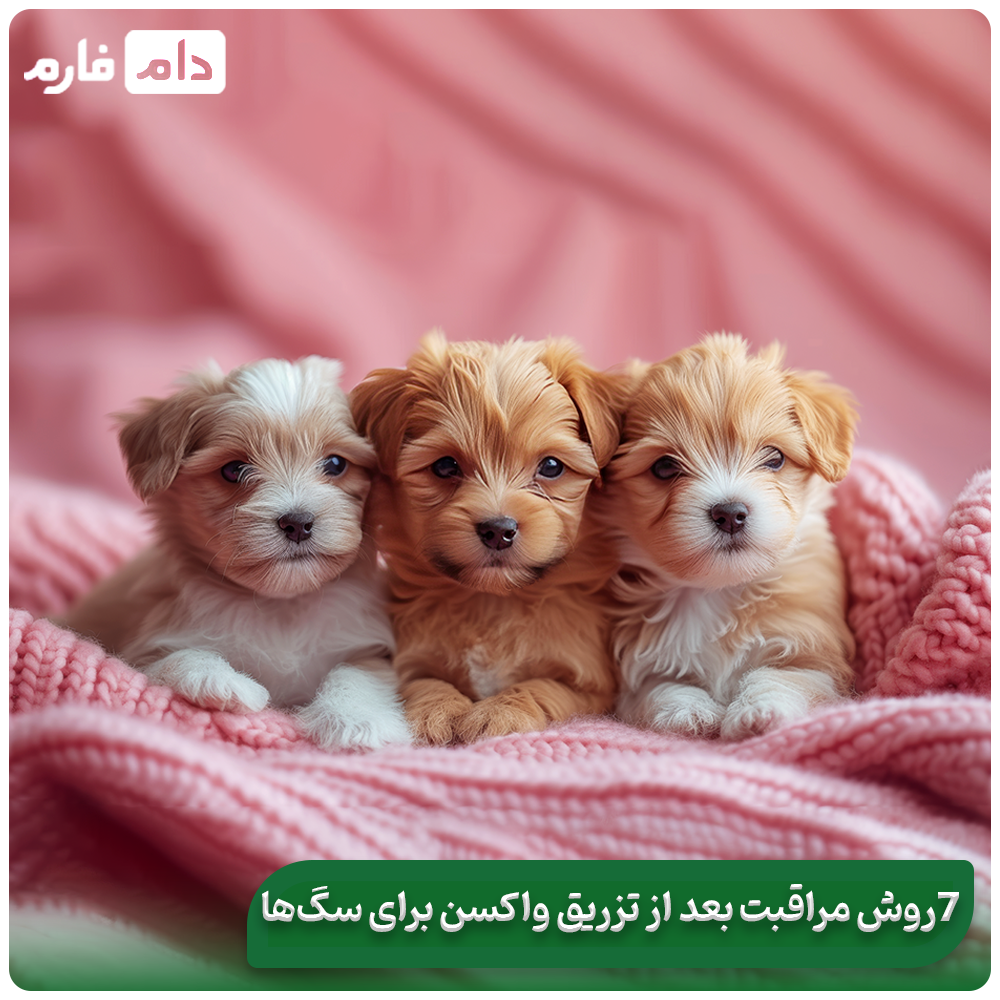 Why-is-the-RCP-vaccine-needed-for-puppies-5-important-reasons-for-the-health-of-dogs