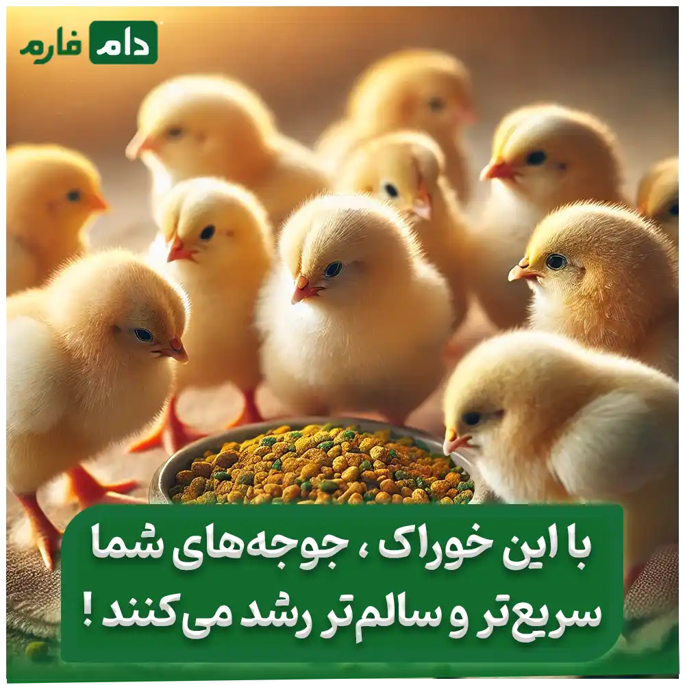 بهترین_خوراک_برای_جوجه_مرغ_