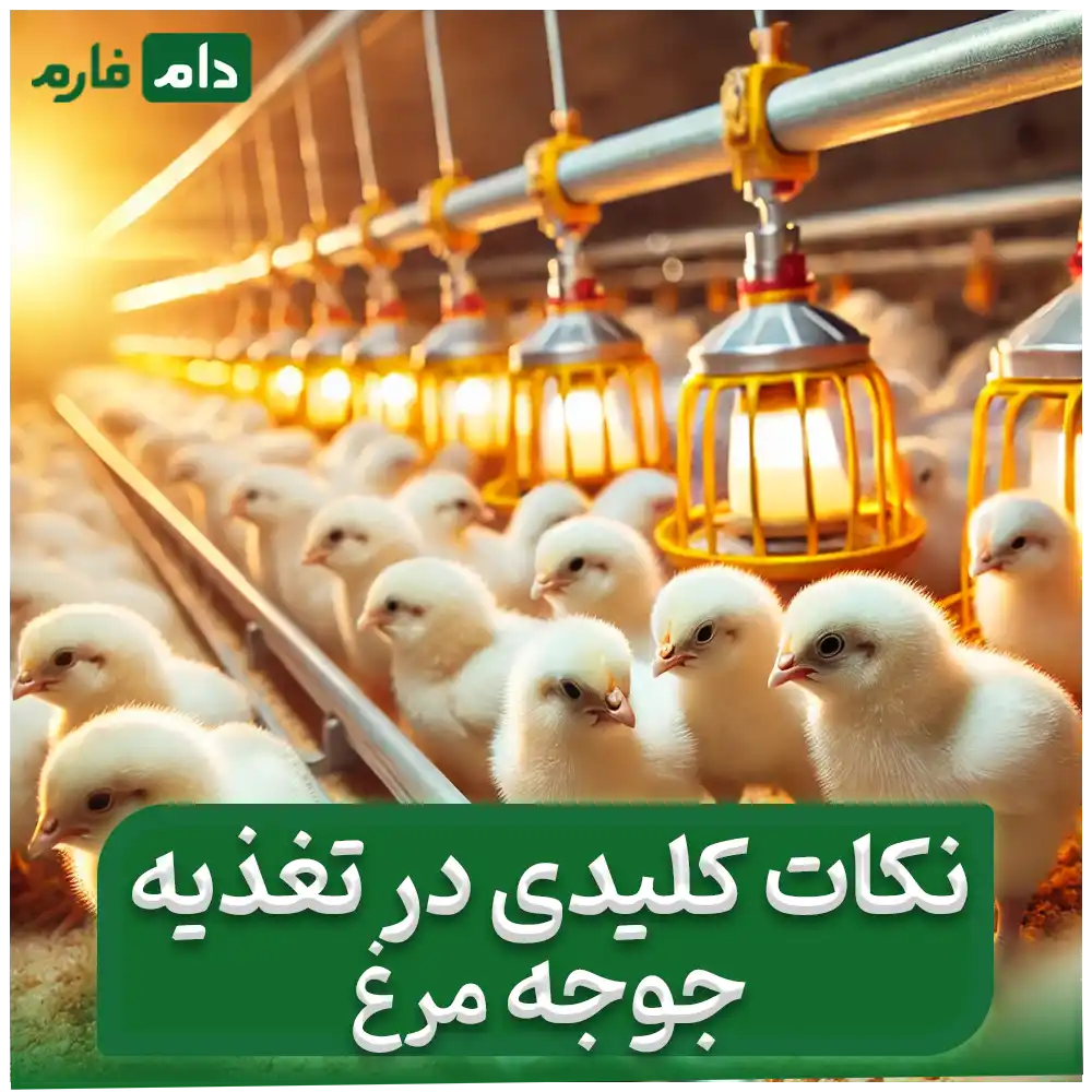 The-best-feed-for-chickens