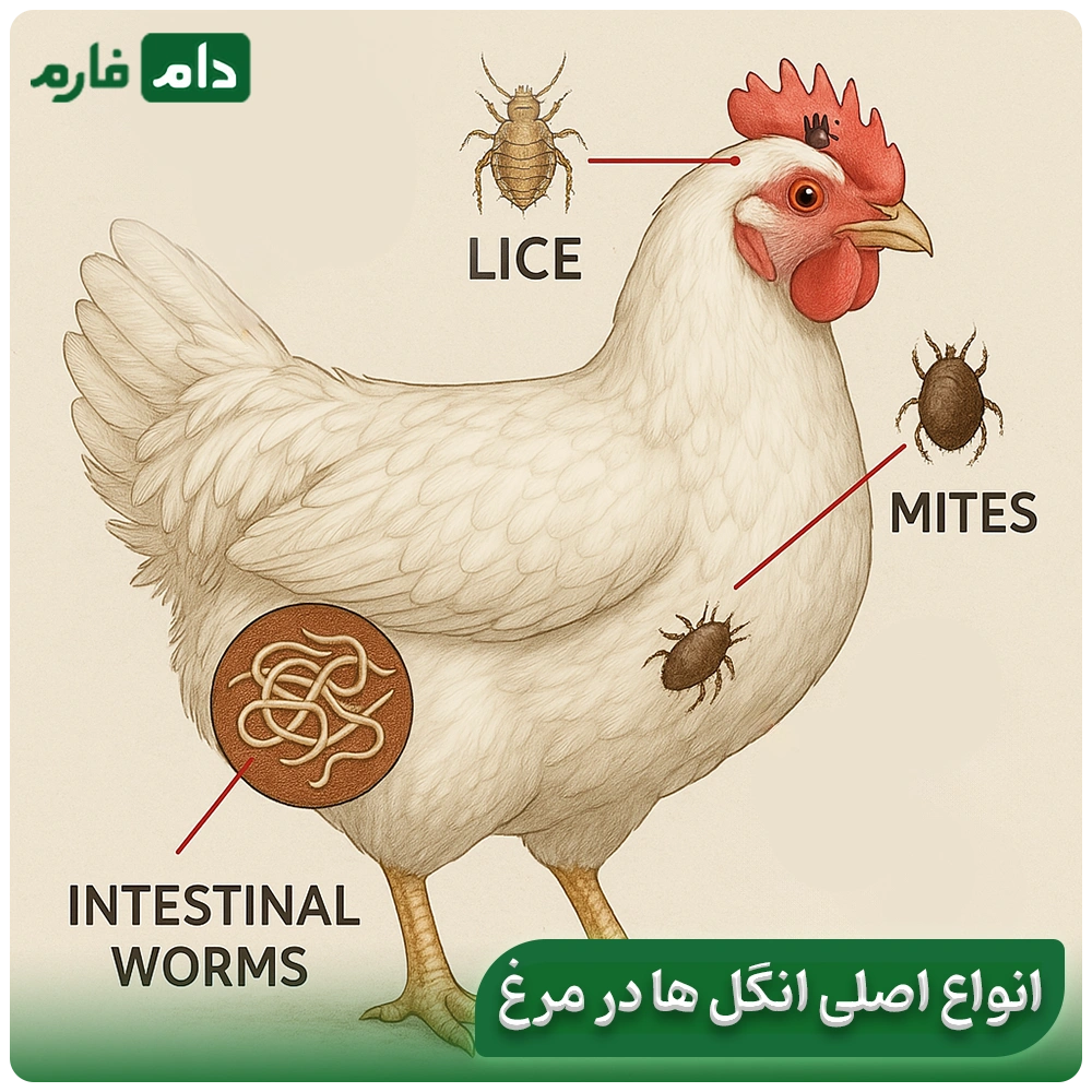 Parasitic-diseases-in-chickens:-symptoms,-treatment,-and-golden-control-strategies