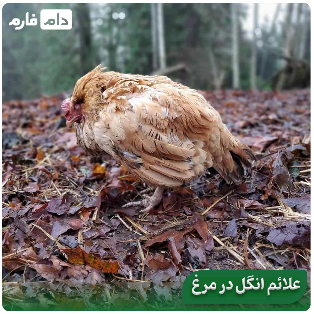 Parasitic-diseases-in-chickens:-symptoms,-treatment,-and-golden-control-strategies