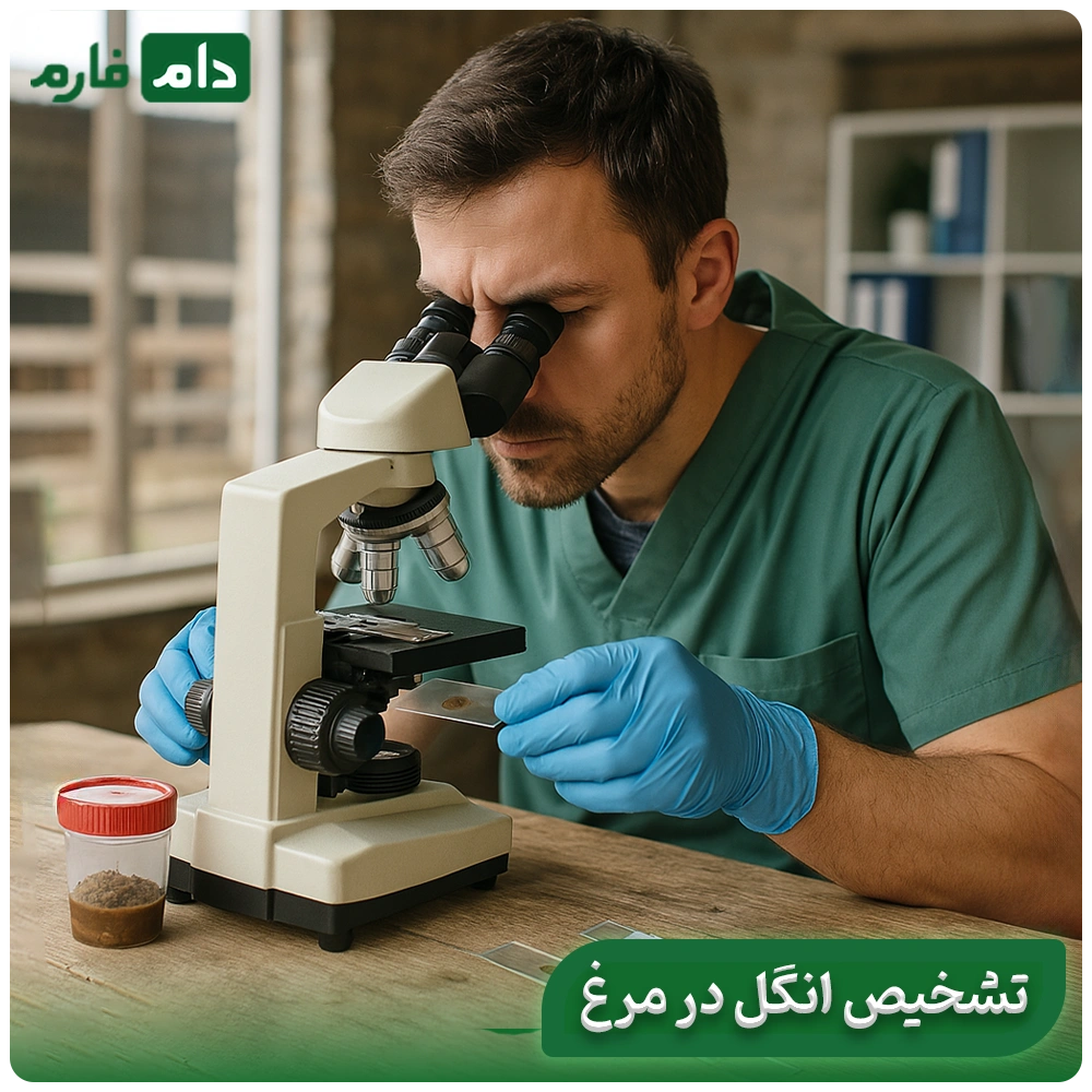 Parasitic-diseases-in-chickens:-symptoms,-treatment,-and-golden-control-strategies
