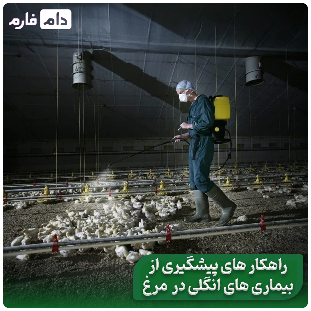 Parasitic-diseases-in-chickens:-symptoms,-treatment,-and-golden-control-strategies