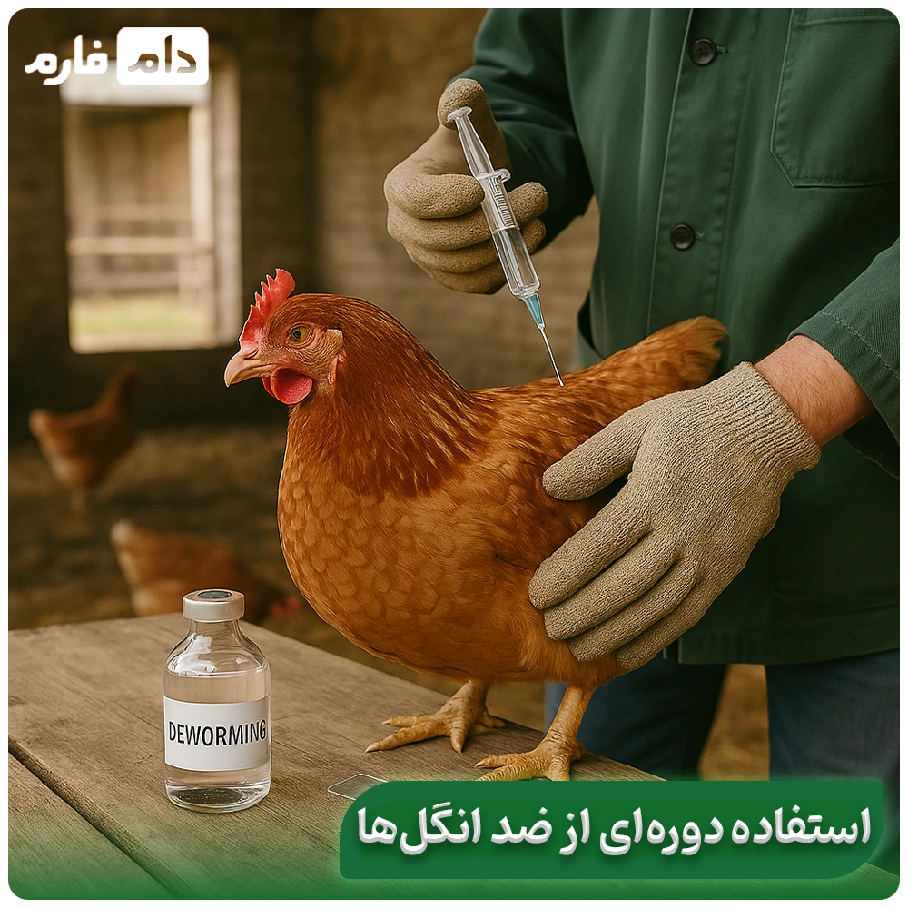 Parasitic-diseases-in-chickens:-symptoms,-treatment,-and-golden-control-strategies