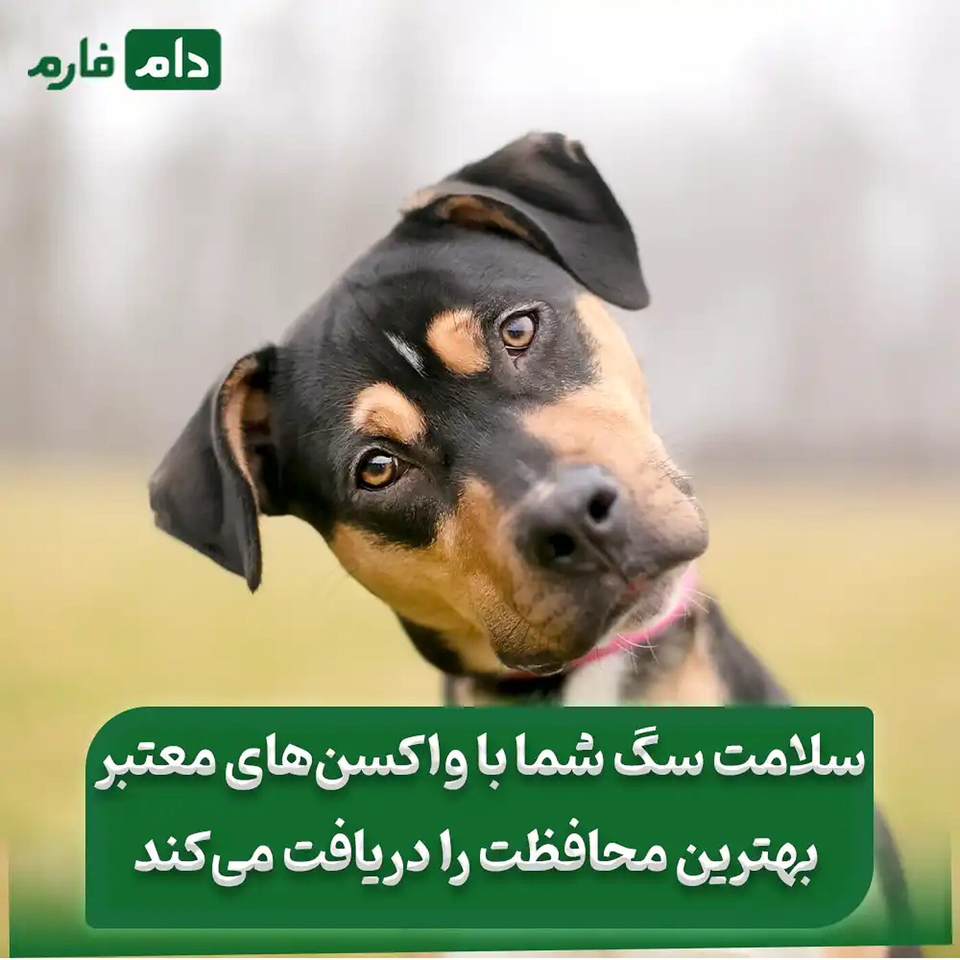 بهترین_مارک_واکسن_سگ_:_راهنمایی_برای_انتخاب_واکسن_مناسب_برای_سگ_شما
