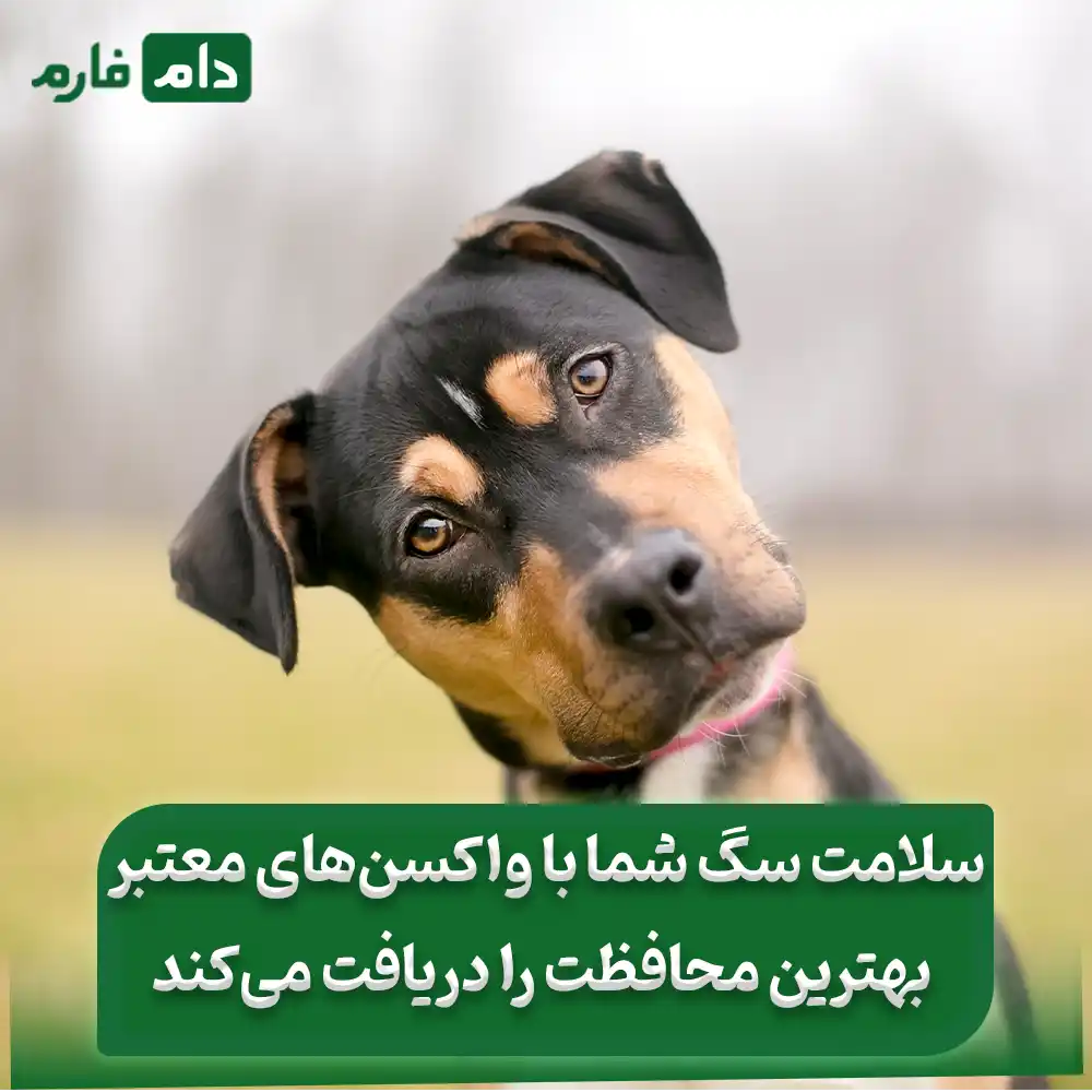 بهترین_مارک_واکسن_سگ_:_راهنمایی_برای_انتخاب_واکسن_مناسب_برای_سگ_شما