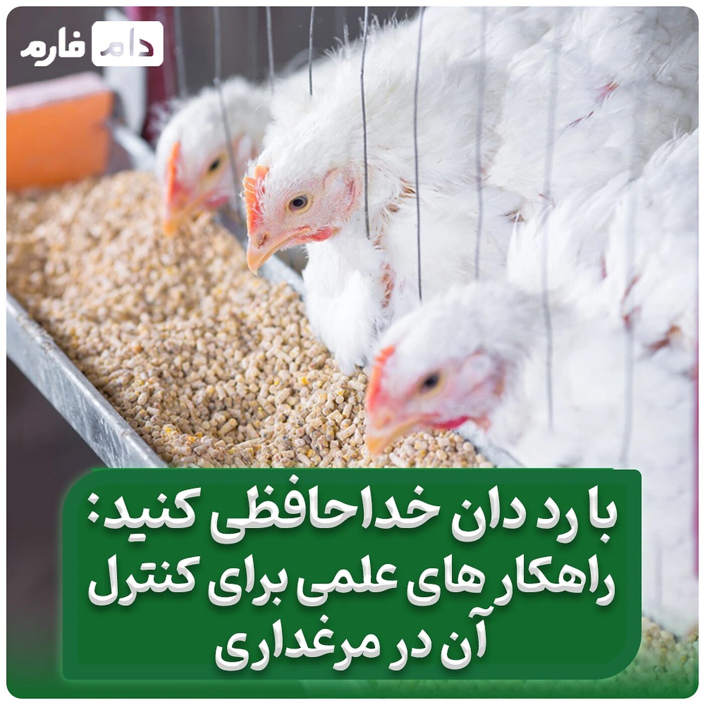 با_رد_دان_خداحافظی_کنید؛_راهکارهای_علمی_برای_کنترل_آن_در_مرغداری