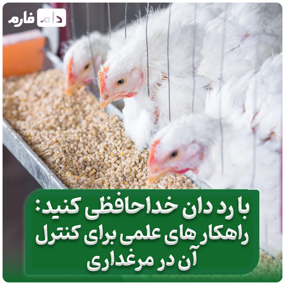 با_رد_دان_خداحافظی_کنید؛_راهکارهای_علمی_برای_کنترل_آن_در_مرغداری
