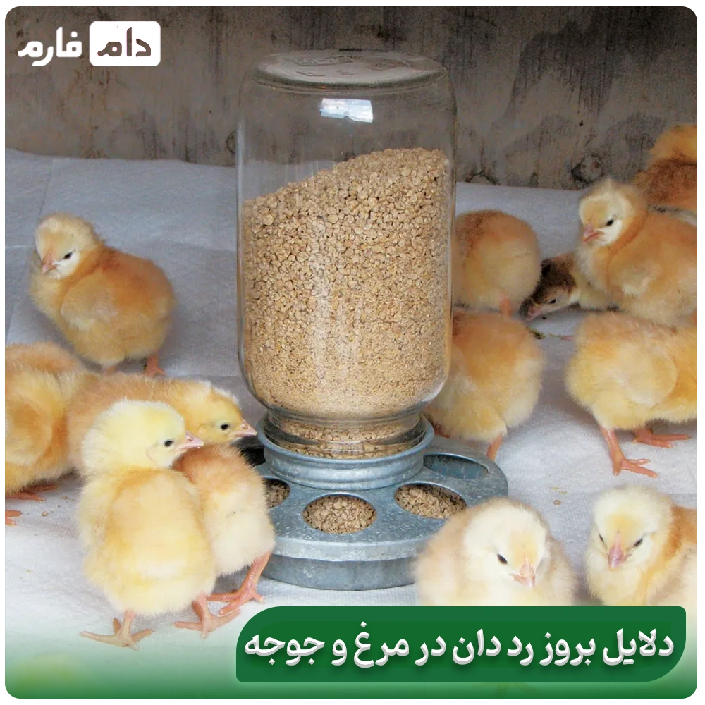 Say-goodbye-to-red-manure;-scientific-solutions-to-control-it-in-poultry-farms