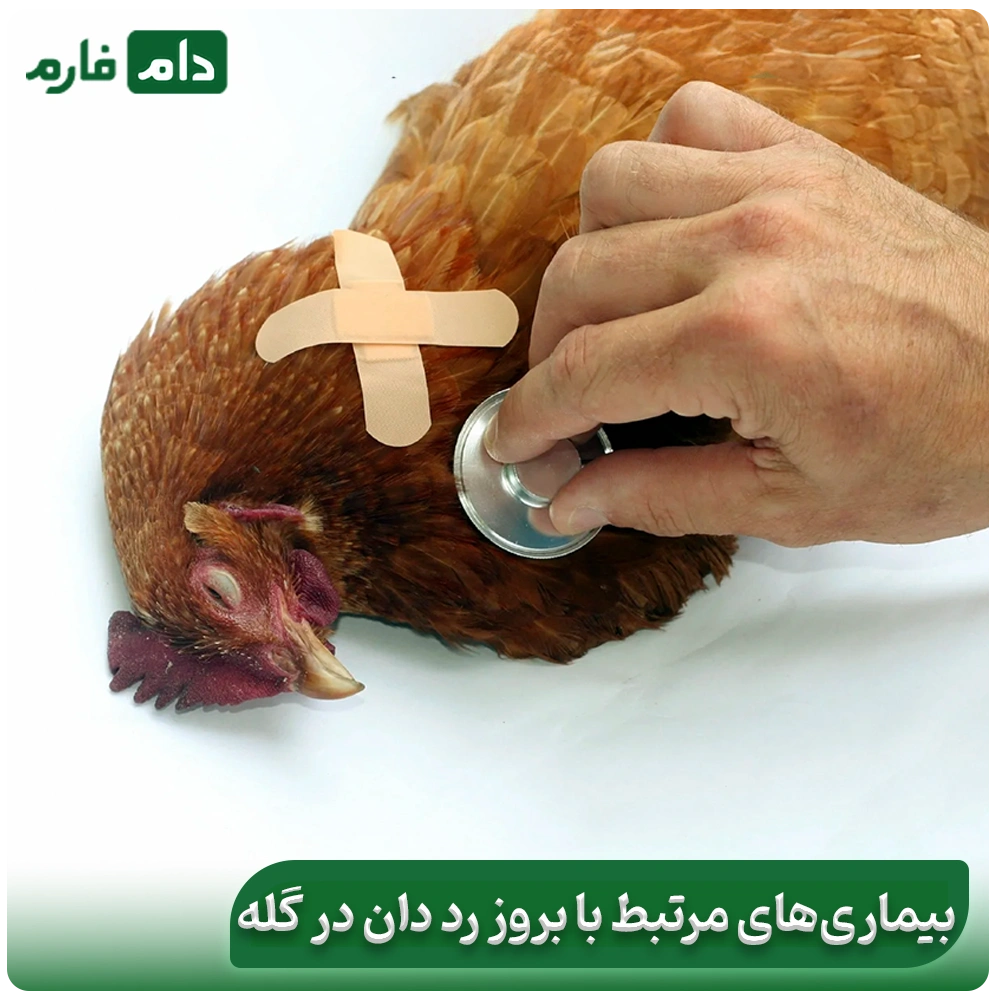 Say-goodbye-to-red-manure;-scientific-solutions-to-control-it-in-poultry-farms