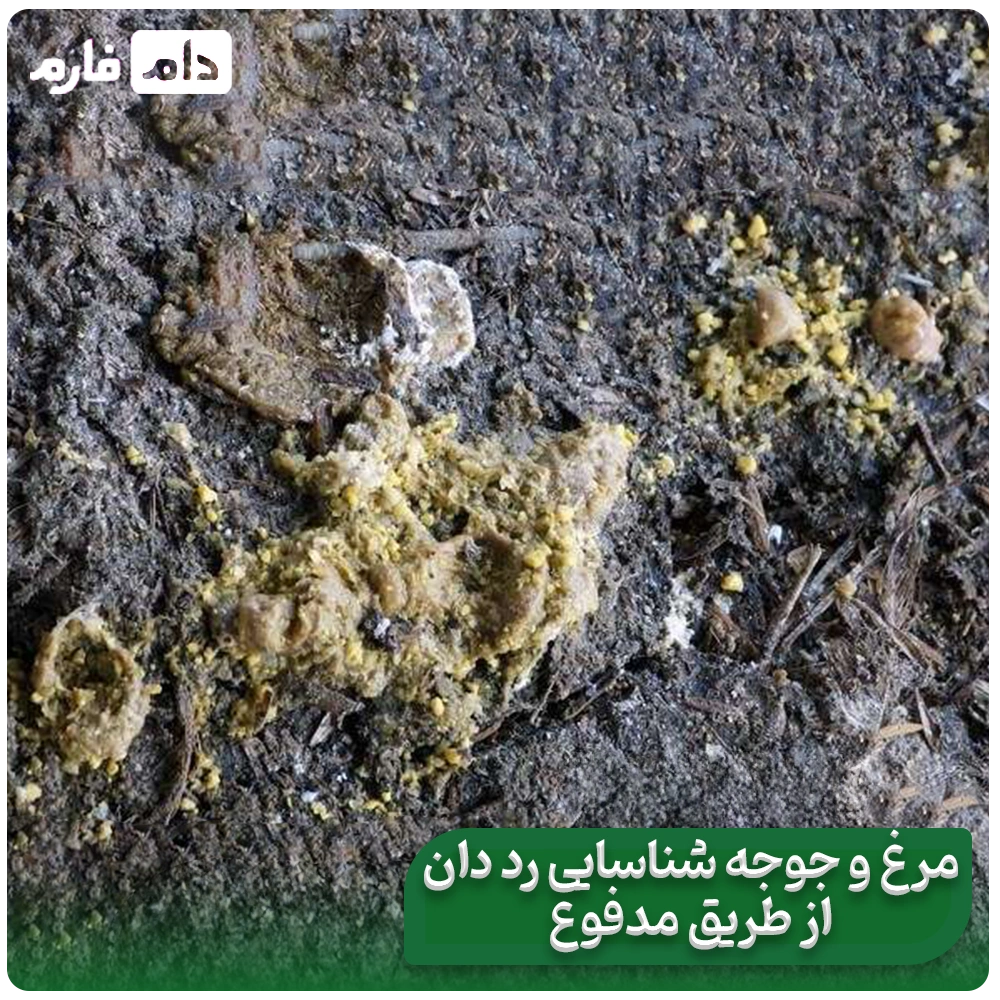 Say-goodbye-to-red-manure;-scientific-solutions-to-control-it-in-poultry-farms