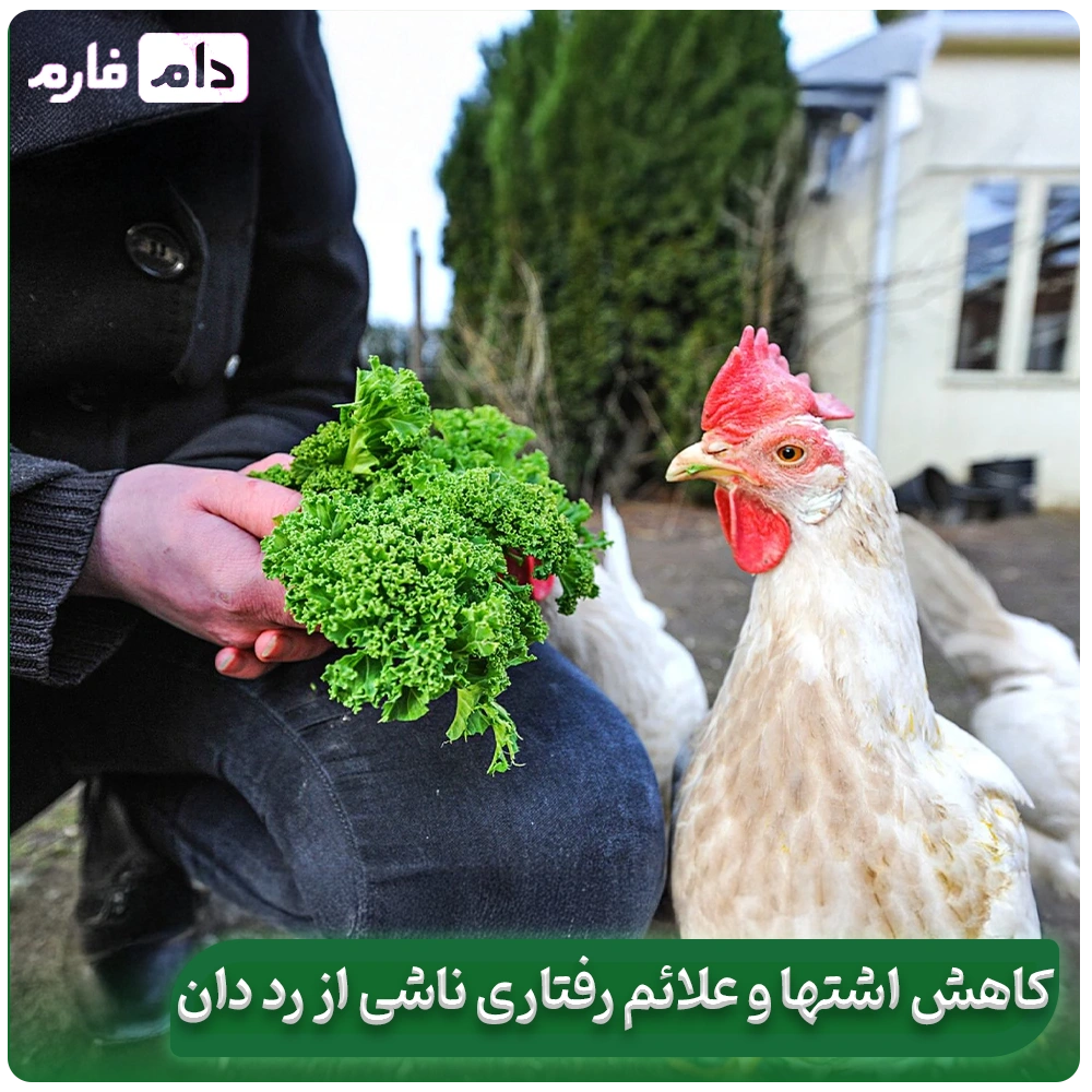 Say-goodbye-to-red-manure;-scientific-solutions-to-control-it-in-poultry-farms