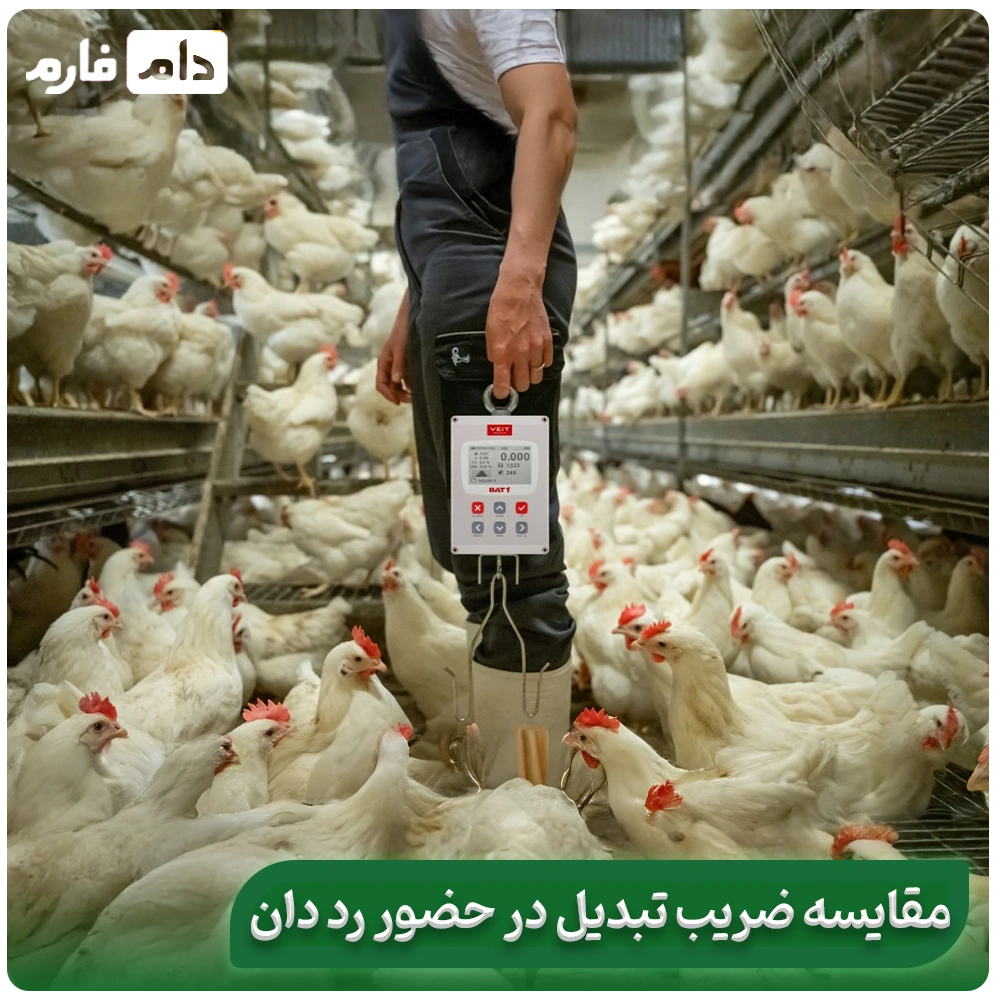 Say-goodbye-to-red-manure;-scientific-solutions-to-control-it-in-poultry-farms