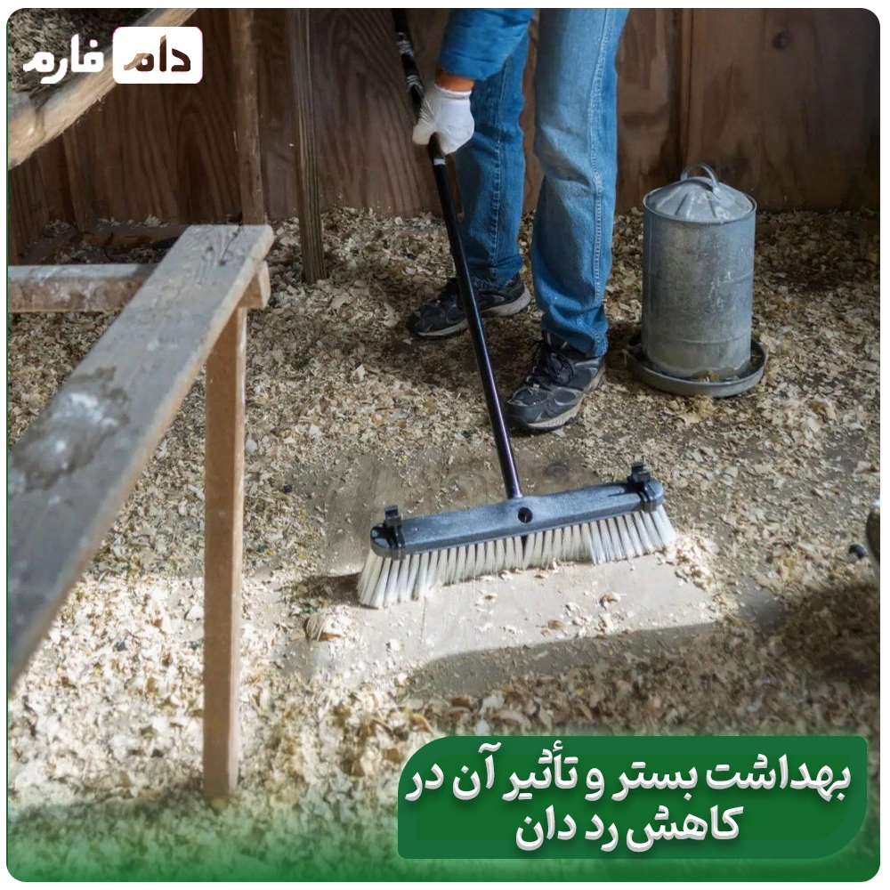 Say-goodbye-to-red-manure;-scientific-solutions-to-control-it-in-poultry-farms