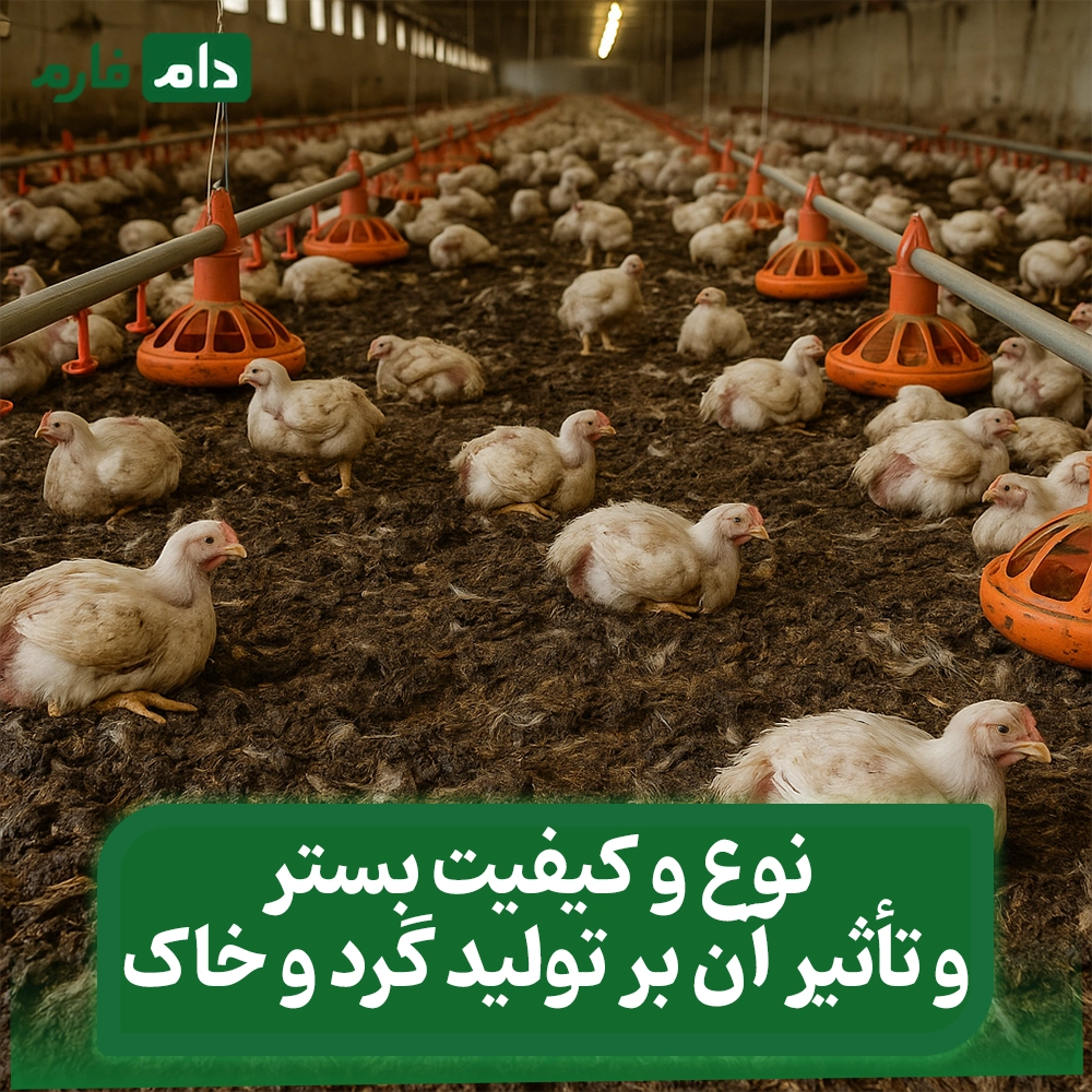 Dust-in-poultry-farming:-a-hidden-threat-to-your-health-and-profits