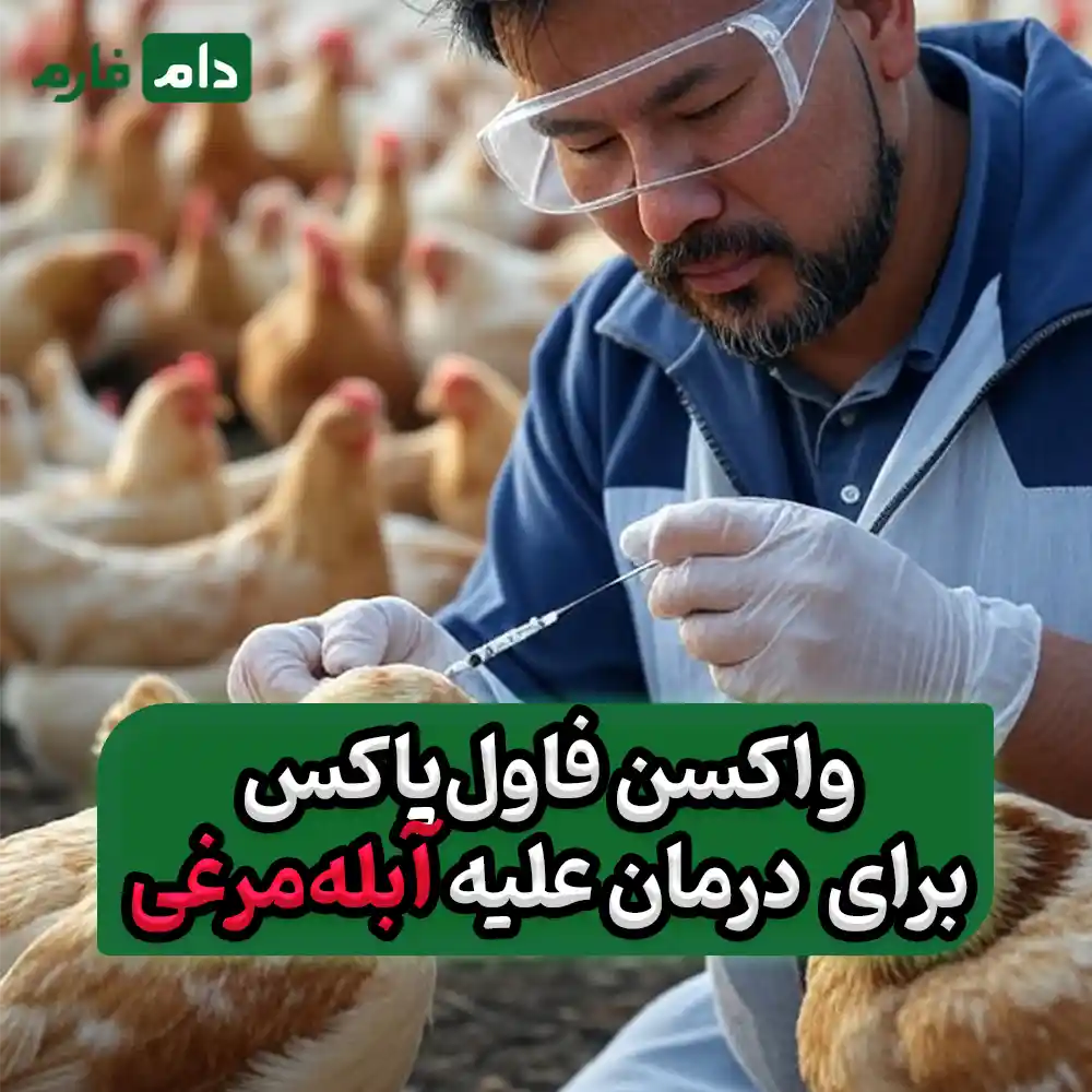 واکسن_فاول‌پاکس_برای_حفاظت_علیه_آبله‌_مرغی