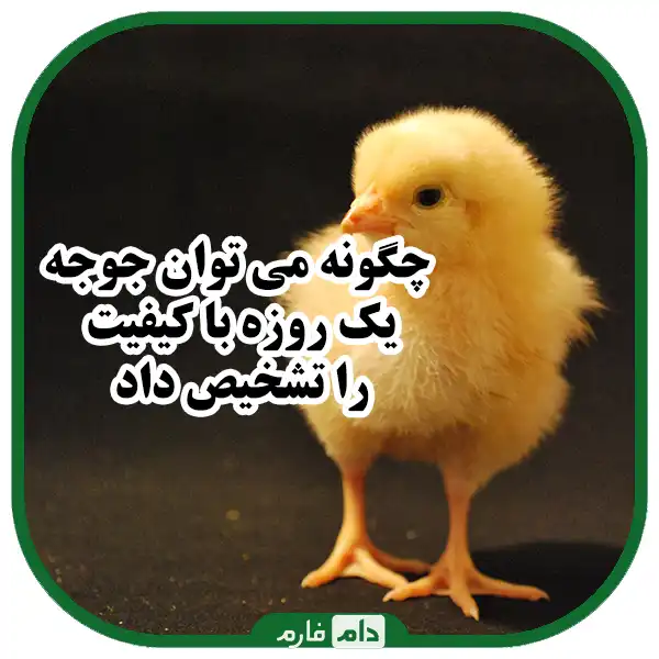 ارزیابی_کیفیت_جوجه_یک‌روزه