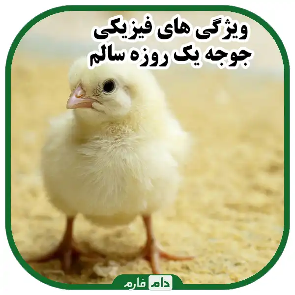 Evaluation-of-the-quality-of-day-old-chicks