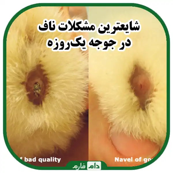 Evaluation-of-the-quality-of-day-old-chicks