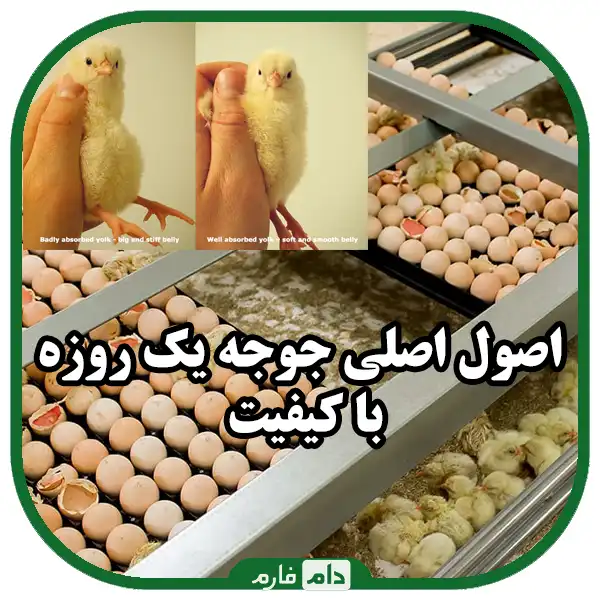 Evaluation-of-the-quality-of-day-old-chicks