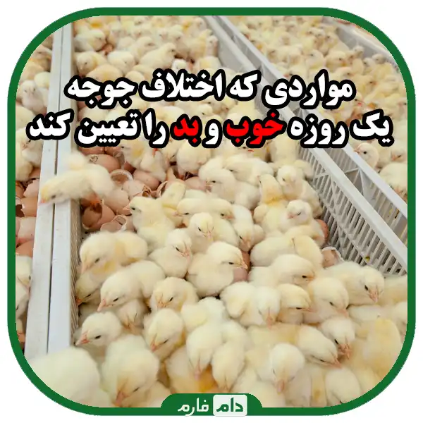 Evaluation-of-the-quality-of-day-old-chicks