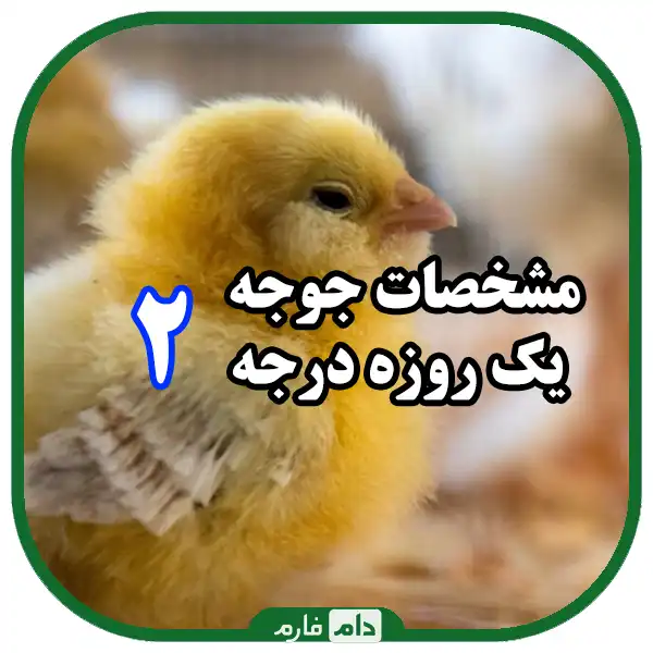 Evaluation-of-the-quality-of-day-old-chicks