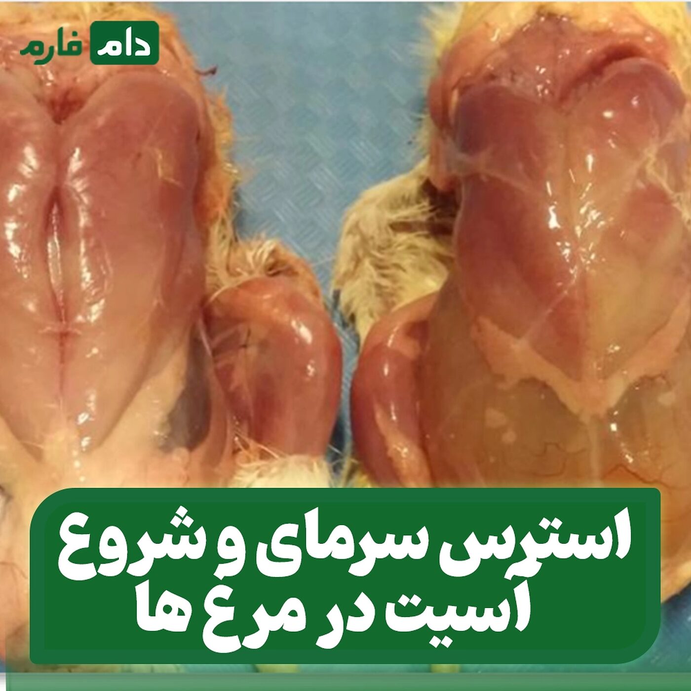 استرس_سرمای_و_شروع_آسیت_در_مرغ_ها_گوشتی