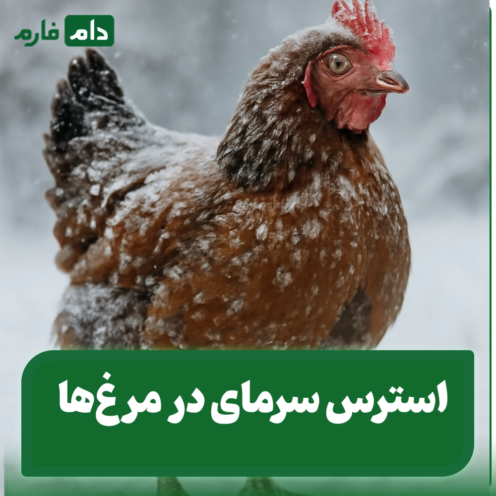 Cold-stress-and-the-onset-of-ascites-in-chickens-|-Medications-to-prevent-ascites-in-chickens