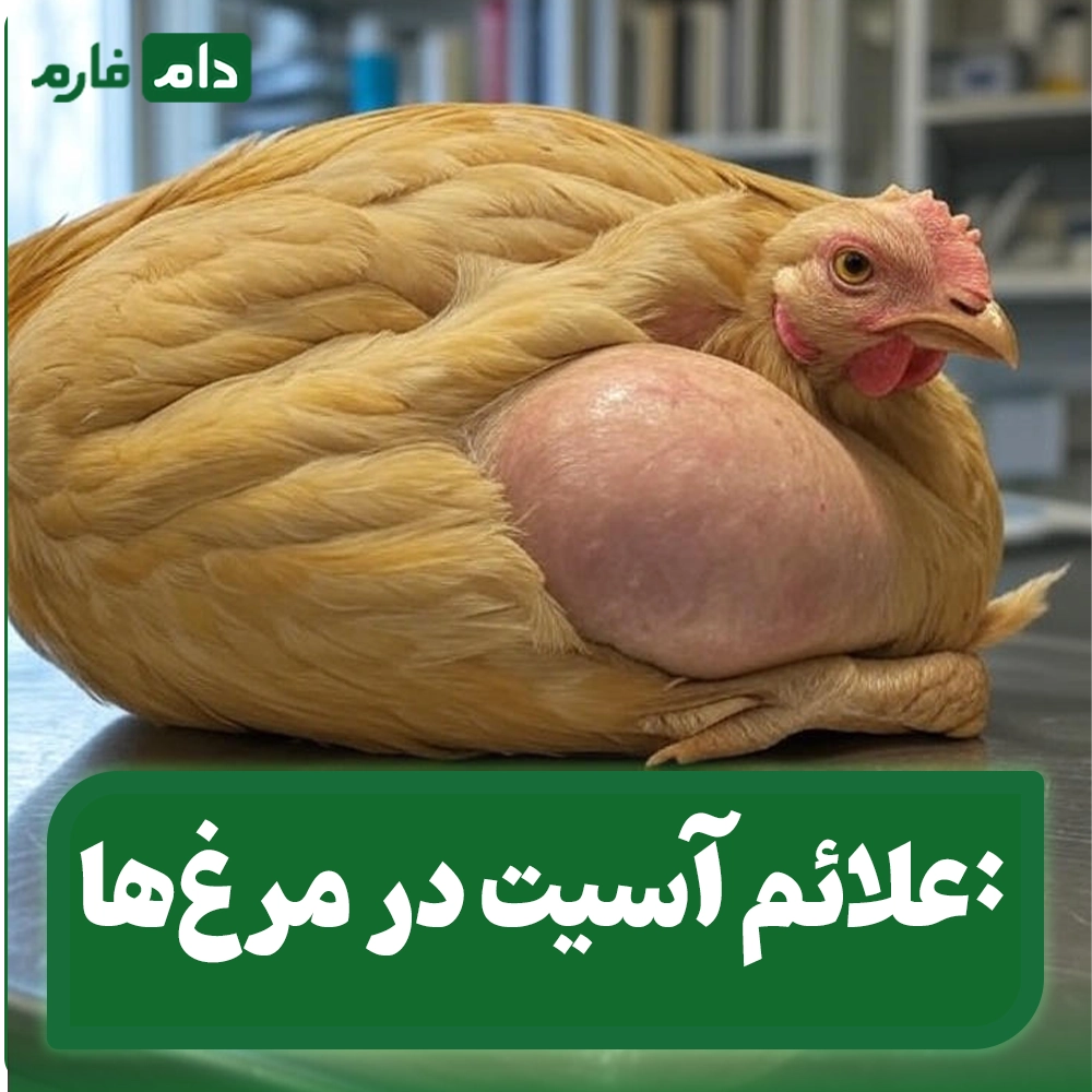 Cold-stress-and-the-onset-of-ascites-in-chickens-|-Medications-to-prevent-ascites-in-chickens