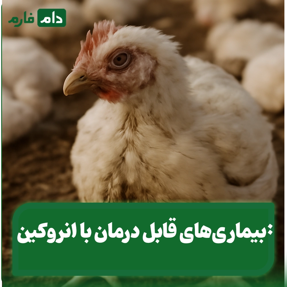 Enrofloxacin10for-poultry-Intestinal-and-respiratory-treatments-with-Enroquin