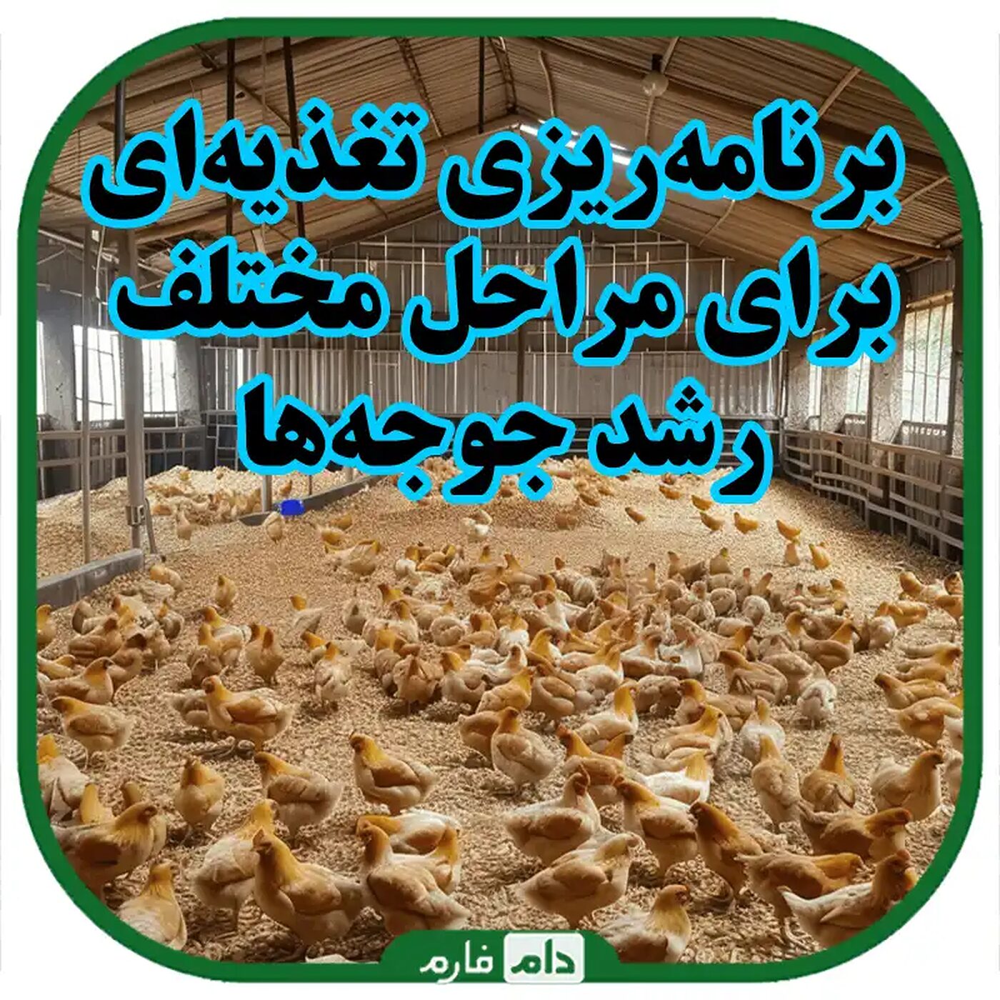 برنامه‌ریزی_تغذیه‌ای_برای_مراحل_مختلف_رشد_جوجه‌ها