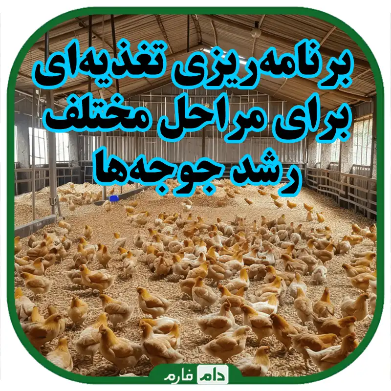 برنامه‌ریزی_تغذیه‌ای_برای_مراحل_مختلف_رشد_جوجه‌ها
