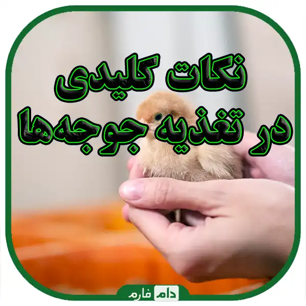 Nutrition-planning-for-different-growth-stages-of-chickens