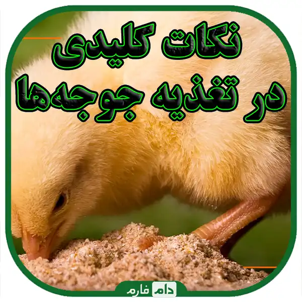 Nutrition-planning-for-different-growth-stages-of-chickens