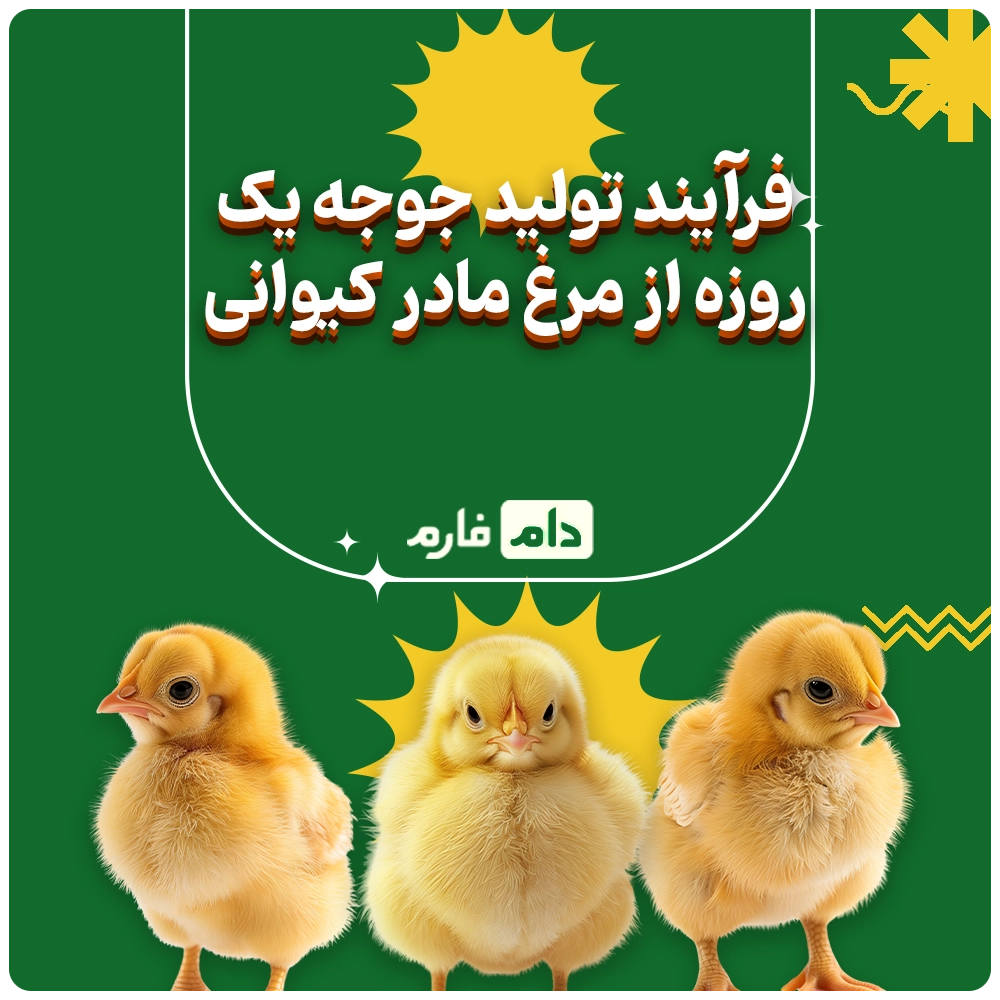 Selling-one-day-old-chicks,-Kiwani-Company-