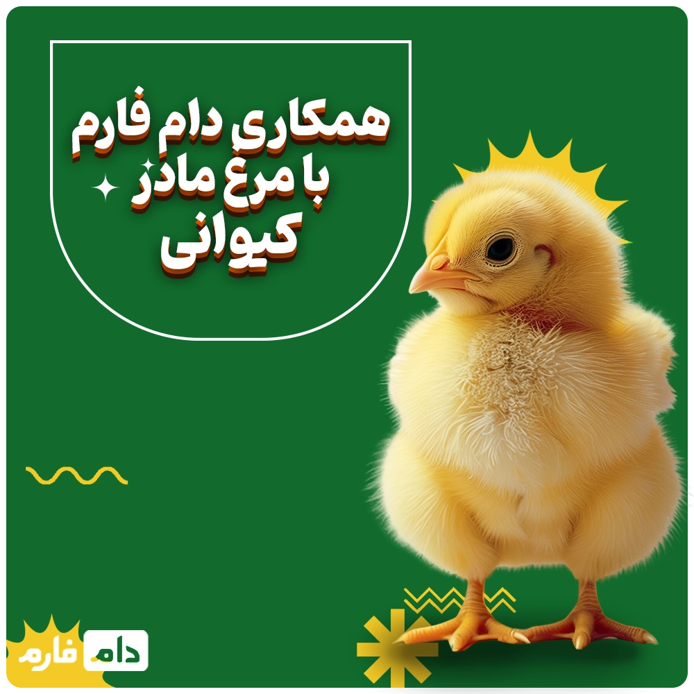 Selling-one-day-old-chicks,-Kiwani-Company-