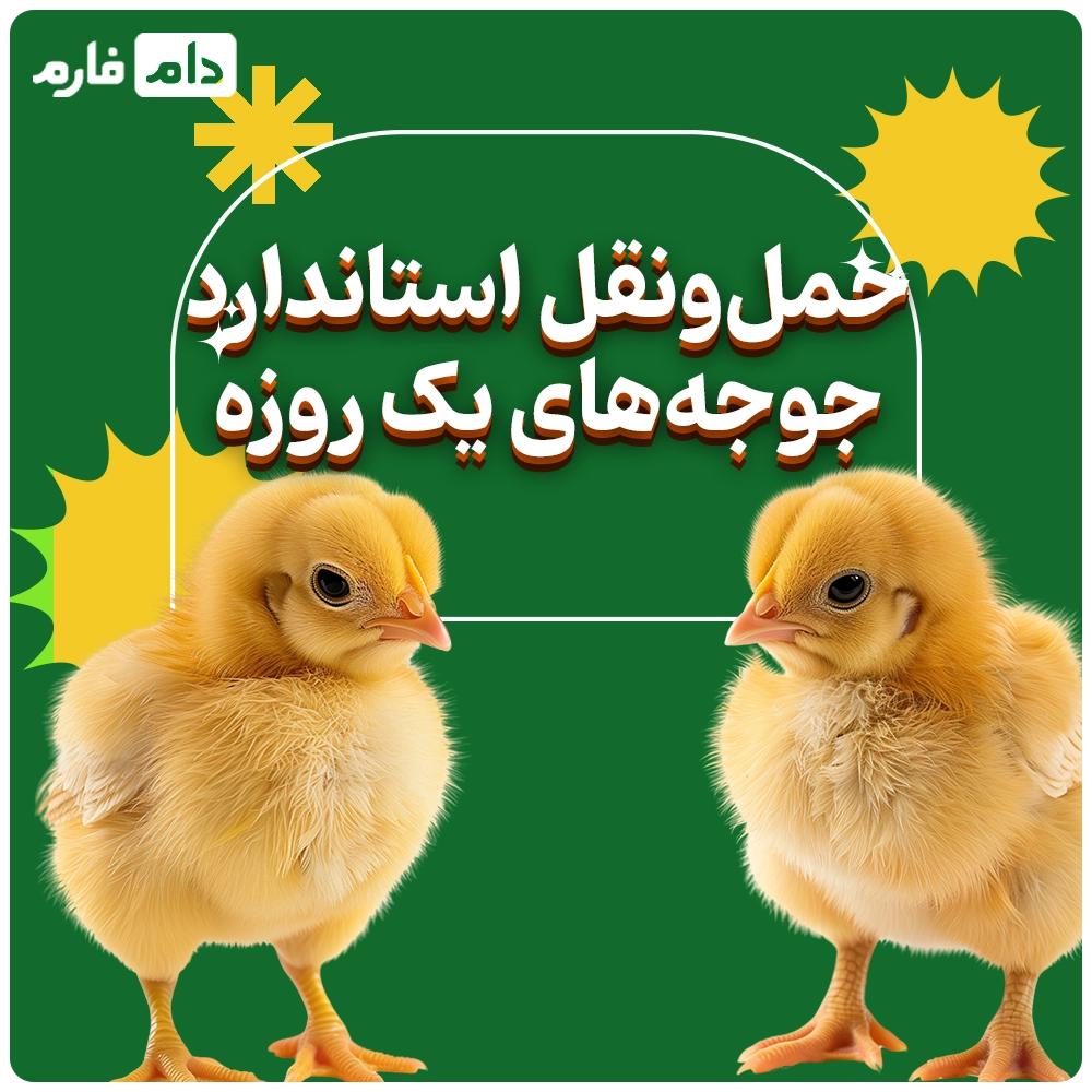 Selling-one-day-old-chicks,-Kiwani-Company-