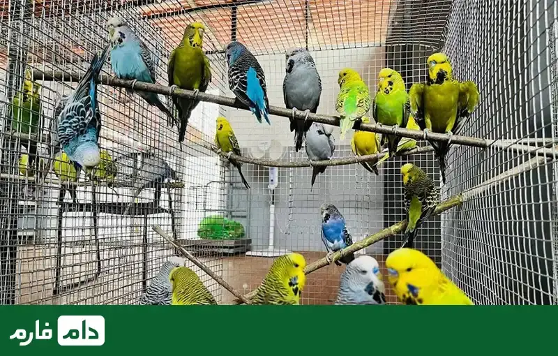 قیمت_پرنده_های_زینتی_مناسب_برای_نگهداری_در_خانه