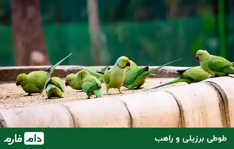 The-price-of-ornamental-birds-suitable-for-keeping-at-home