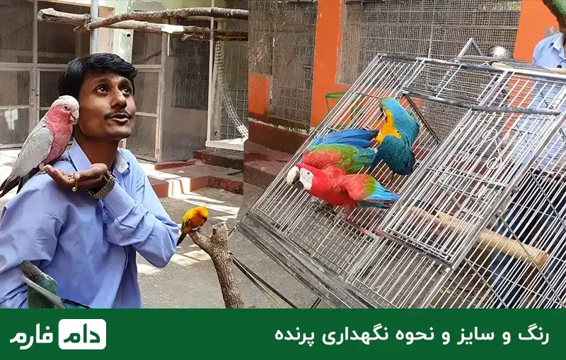 The-price-of-ornamental-birds-suitable-for-keeping-at-home