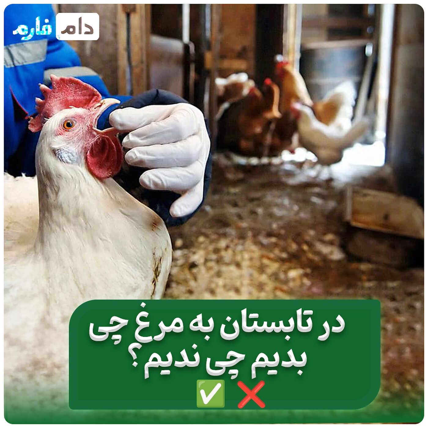 تغذیه_صحیح_جوجه_مرغ_ها_در_دمای_بالای_۳۰_درجه