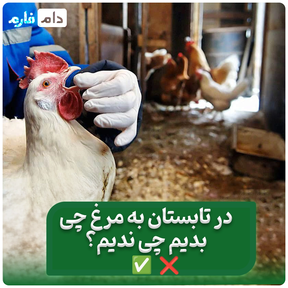 تغذیه_صحیح_جوجه_مرغ_ها_در_دمای_بالای_۳۰_درجه