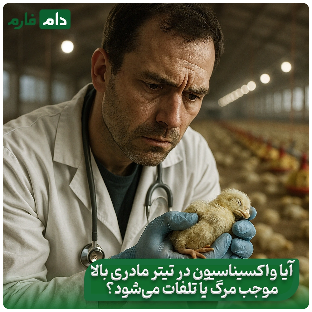 Difference-between-maternal-titer-test-and-maternal-antibody-test-for-broiler-chicken-diseases