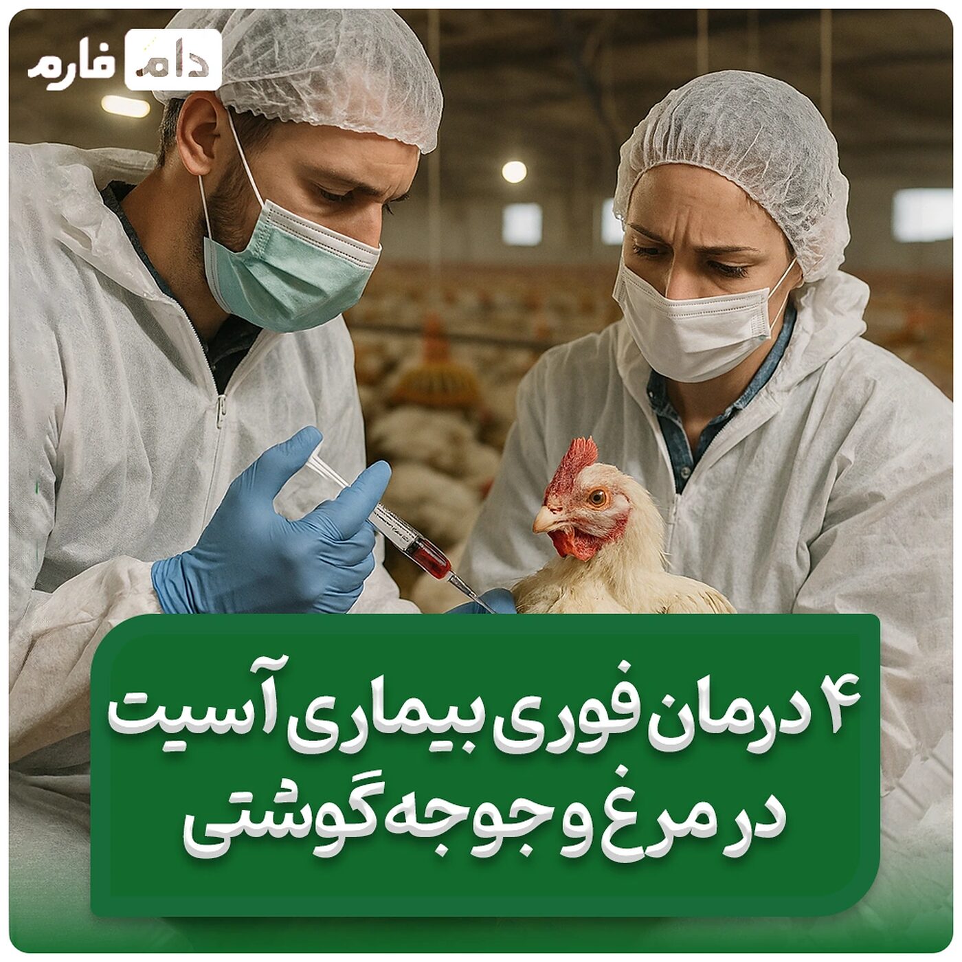 علائم_بیماری_آسیت_در_جوجه_گوشتی_|_درمان_آسیت_مرغ