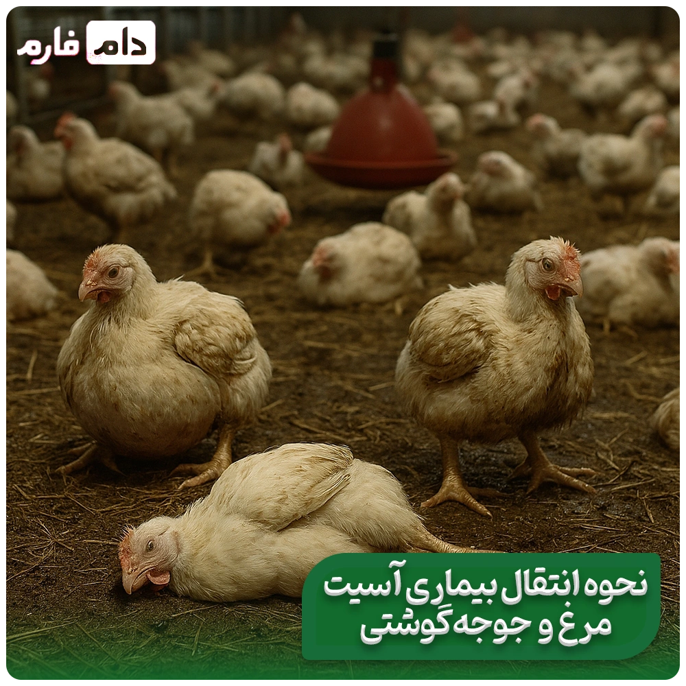 The-main-cause-and-definitive-treatment-of-ascites-in-broilers