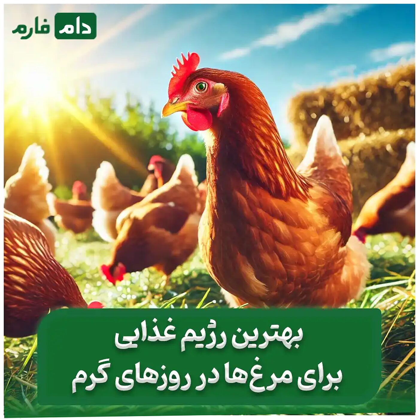غذای_مرغ_در_تابستان_با_کمترین_هزینه_بیشترین_بازده