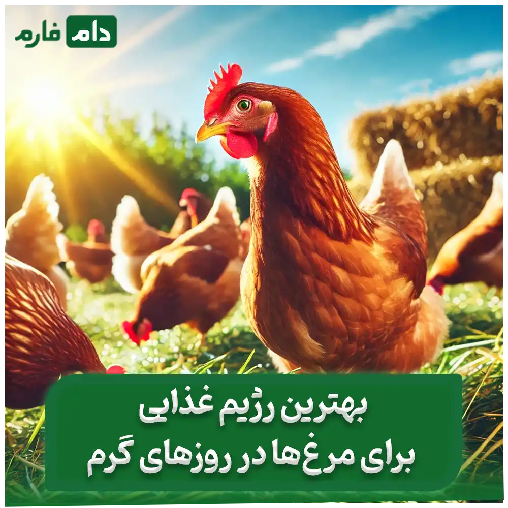 غذای_مرغ_در_تابستان_