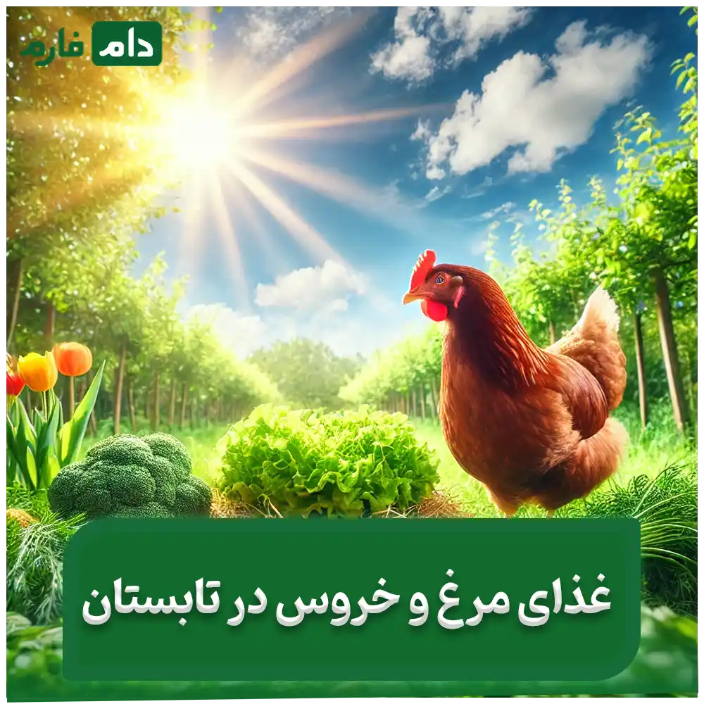 Chicken-food-in-summer