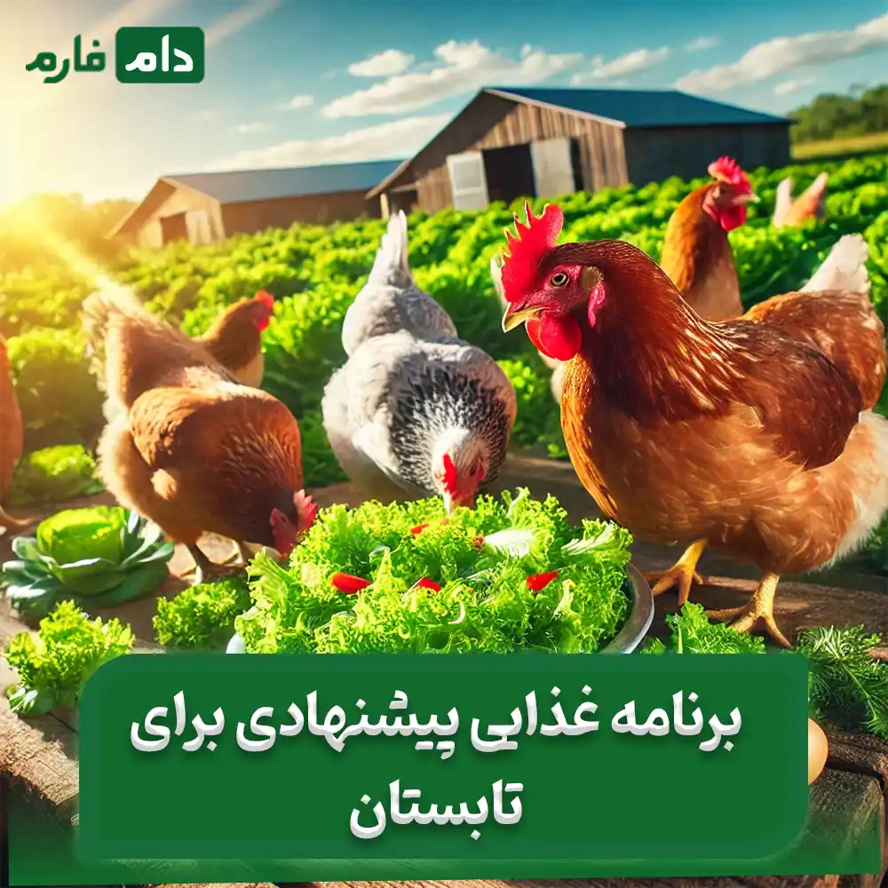 Chicken-food-in-summer