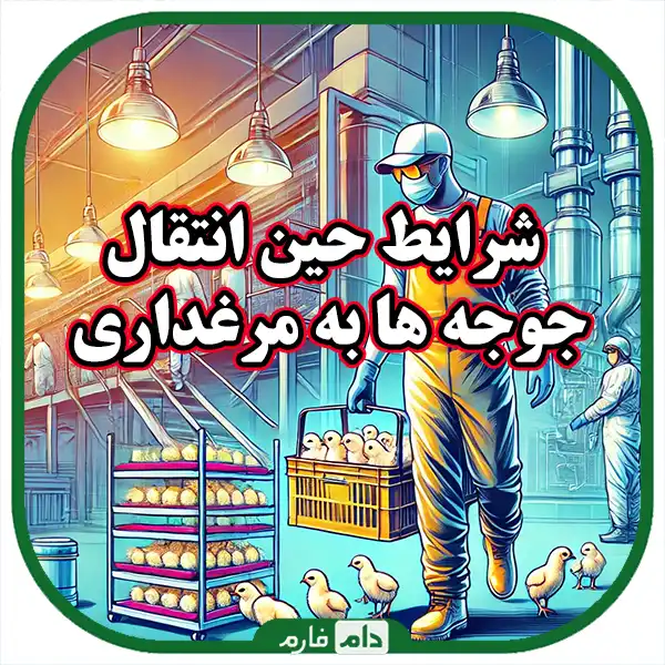 A-guide-for-transferring-day-old-chicks-to-large-chicken-farms